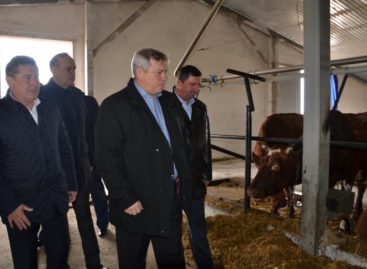 В Новом Егорлыке стали производить больше молока