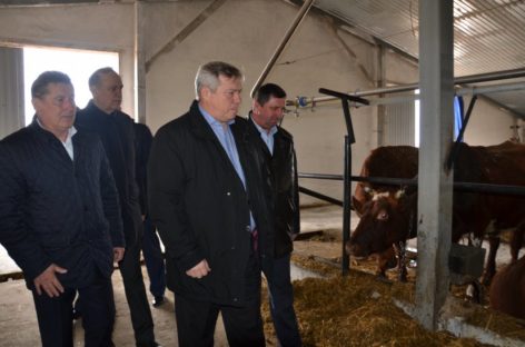 В Новом Егорлыке стали производить больше молока