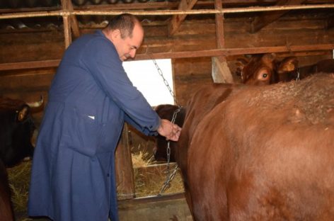 В Сальском районе ведётся осенняя вакцинация крупного рогатого скота