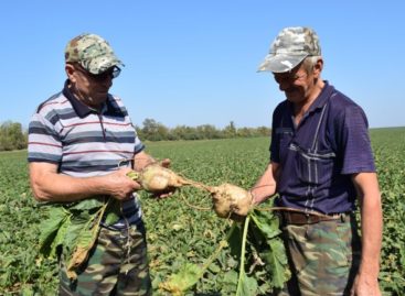 Аграрии завершают посевные и уборочные работы на полях Сальского района