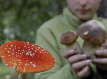 Врачи просят сальчан не есть дикорастущие грибы