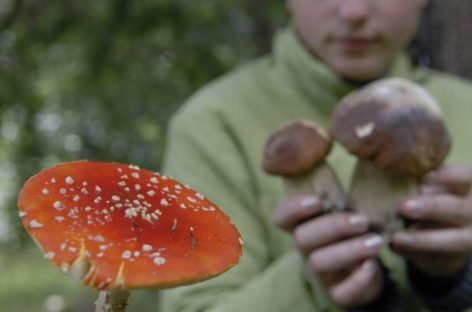 Врачи просят сальчан не есть дикорастущие грибы