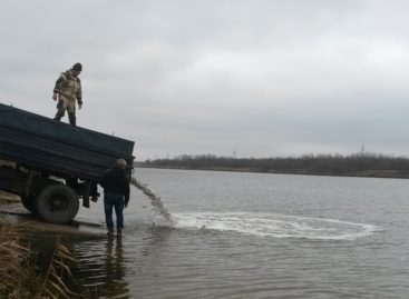 В Средний Егорлык выпустили две тонны молоди рыбы