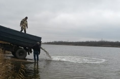 В Средний Егорлык выпустили две тонны молоди рыбы