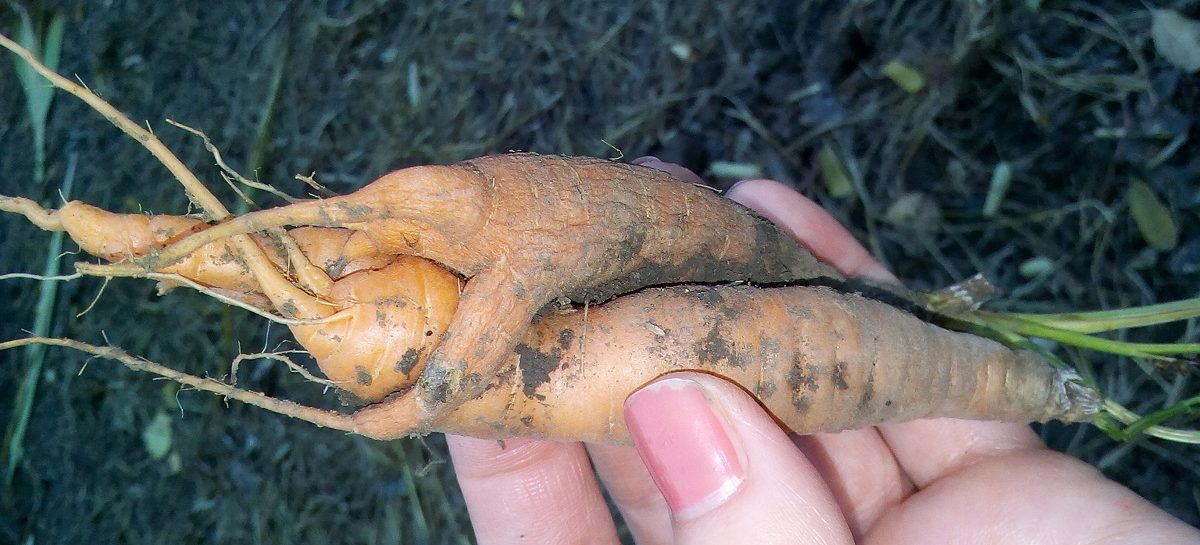 Любовь-морковь выросла на огороде у сальчанки