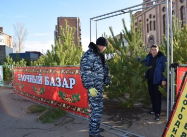 Где и почём купить в Сальске новогоднюю сосну