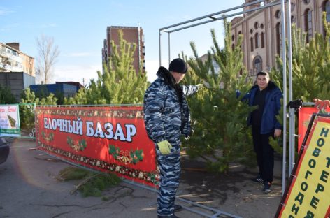 Где и почём купить в Сальске новогоднюю сосну