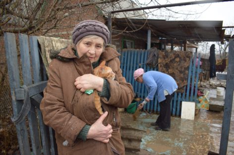 Как будут зимовать бездомные животные в Сальске