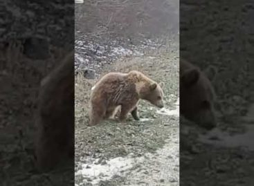 Под Развильным вдоль трассы разгуливал медведь