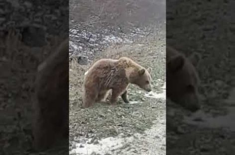 Под Развильным вдоль трассы разгуливал медведь