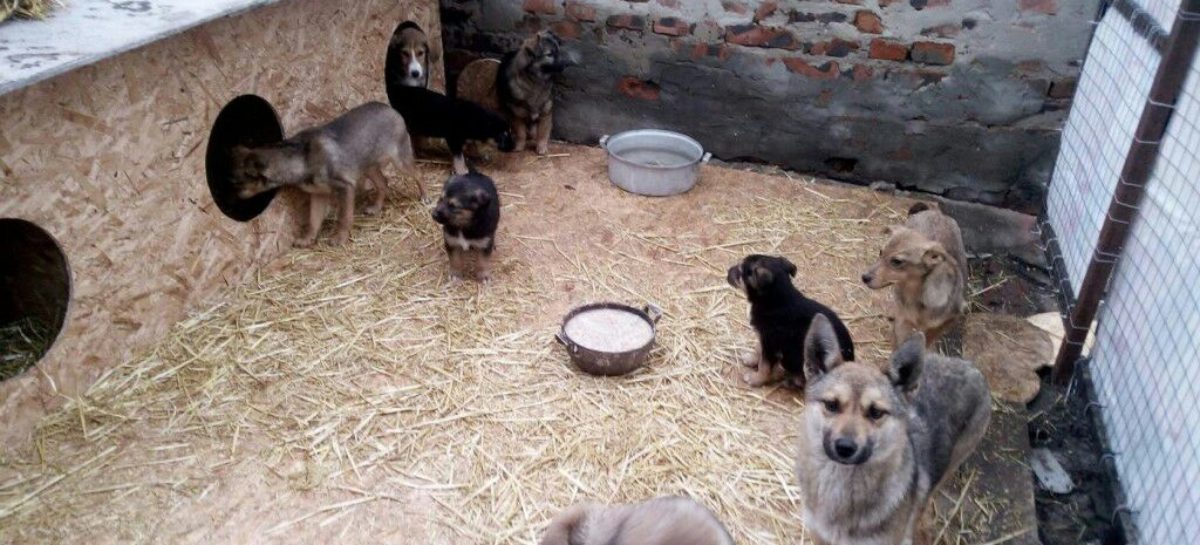 Сальские волонтеры просят сальчан помочь бездомным животным