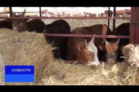 Фермер из Ивановки выращивает бычков