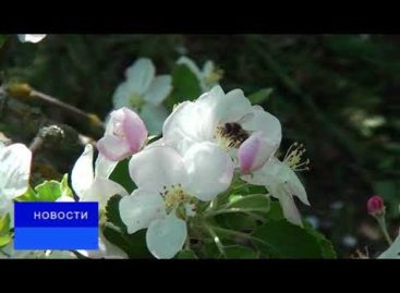 Волонтёры Сальского медтехникума помогают пенсионерам