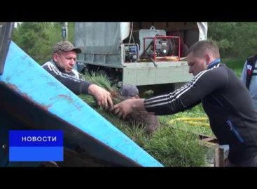 В лесу родилась ёлочка: в Сальском лесхозе сажают сосны