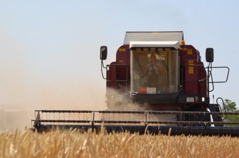Почти 320 тысяч тонн зерна намолочено хозяйствами всех форм собственности Сальского района