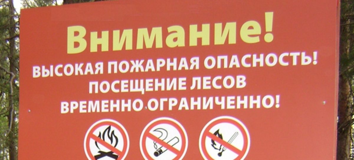 Сальчан просят воздержаться от посещения лесных массивов