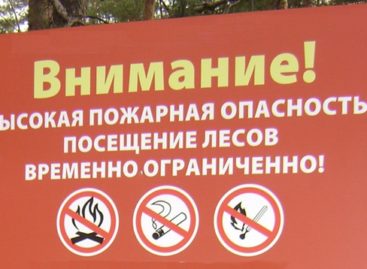 Сальчан просят воздержаться от посещения лесных массивов