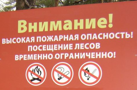 Сальчан просят воздержаться от посещения лесных массивов