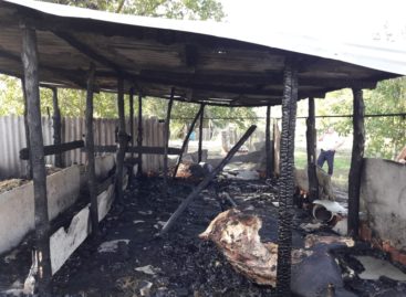 В Сальском районе из-за пожара в частном подворье погибли коровы