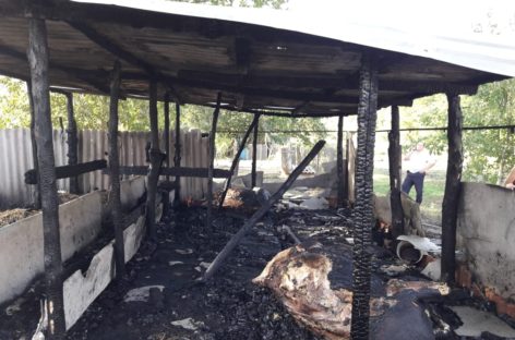 В Сальском районе из-за пожара в частном подворье погибли коровы
