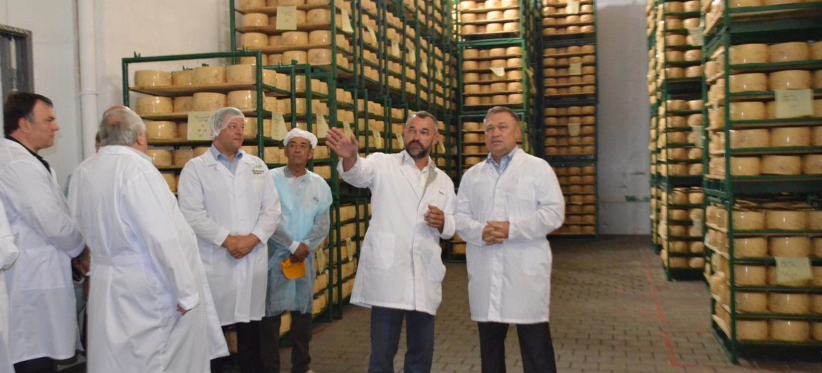 Сыродельный завод в Семикаракорске увеличил свои производственные мощности