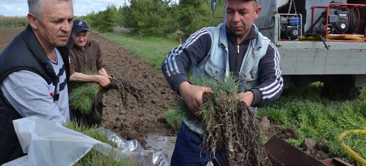 Лучшие сотрудники лесного хозяйства Дона получили награды