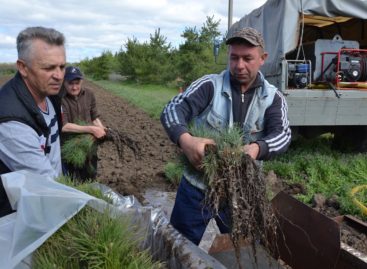 Лучшие сотрудники лесного хозяйства Дона получили награды