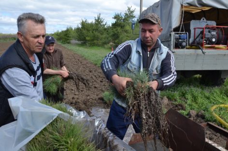 Лучшие сотрудники лесного хозяйства Дона получили награды