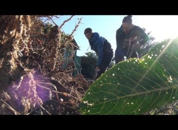 В Сальске студенты-волонтеры помогли вдове ветерана