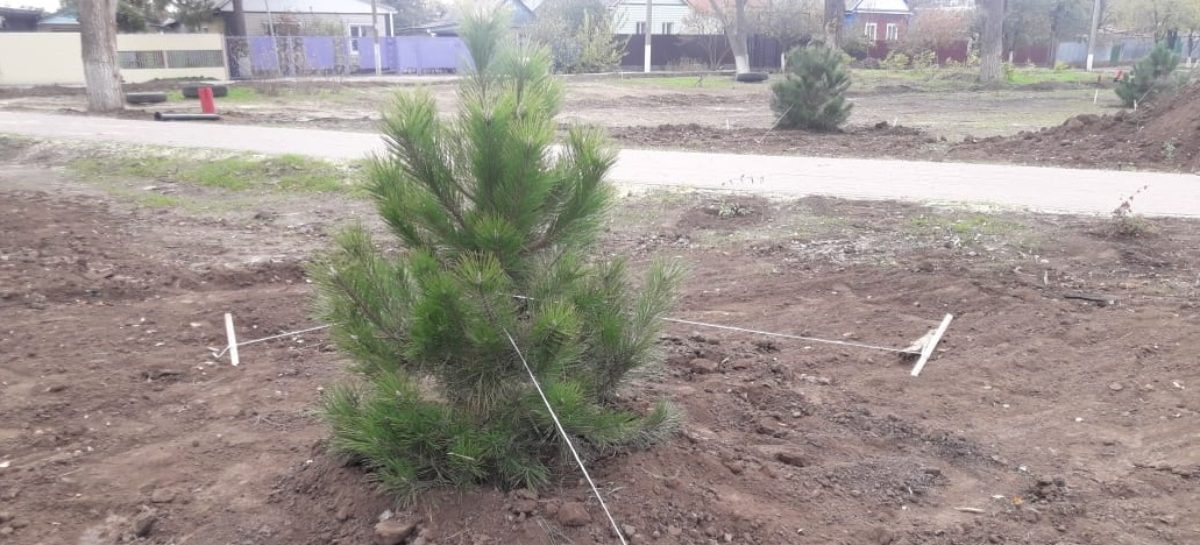 Сальчан просят беречь молодые саженцы  нового парка