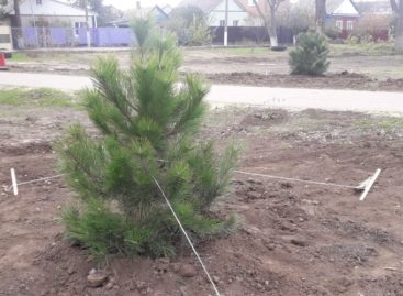 Сальчан просят беречь молодые саженцы  нового парка