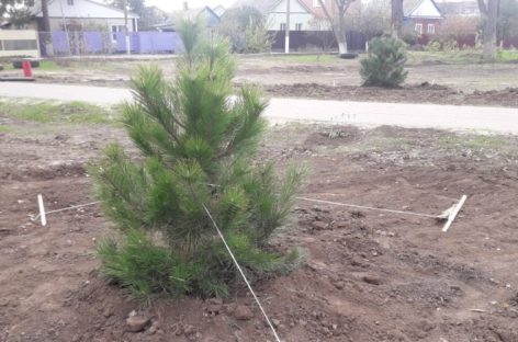 Сальчан просят беречь молодые саженцы  нового парка