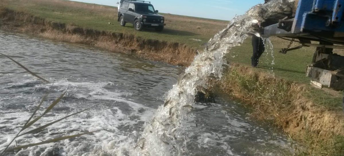 «Сальский рыбовод» выпустил в водоём больше тонны молодняка рыбы