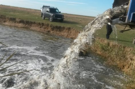 «Сальский рыбовод» выпустил в водоём больше тонны молодняка рыбы