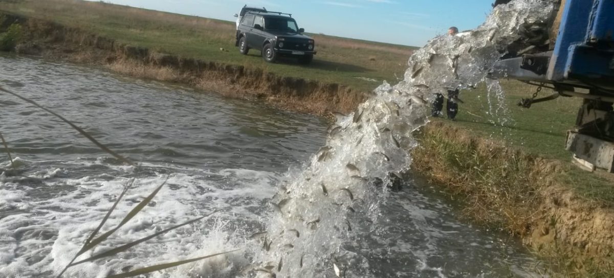 На Дону увеличат поддержку рыбной отрасли