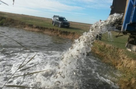 На Дону увеличат поддержку рыбной отрасли