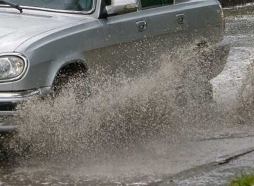 В Сальске водитель-лихач сбил котёнка на глазах его юной хозяйки