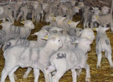 В хозяйстве «Белозёрное» началась окотная кампания