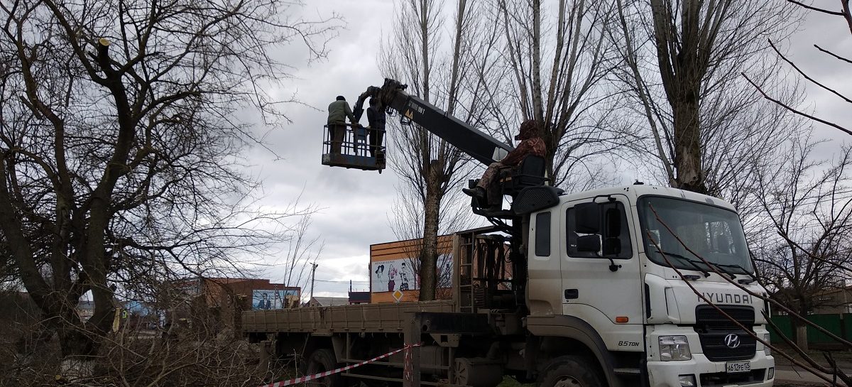 Жители Сальска обеспокоены ликвидацией большого количества деревьев в  центре города
