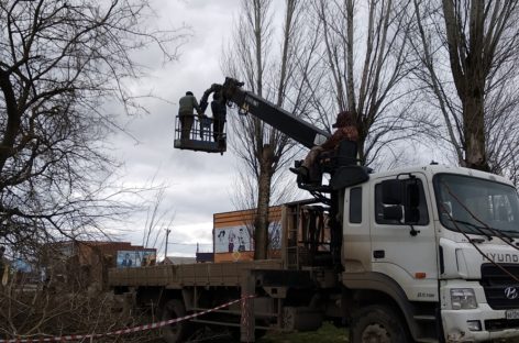 Жители Сальска обеспокоены ликвидацией большого количества деревьев в  центре города