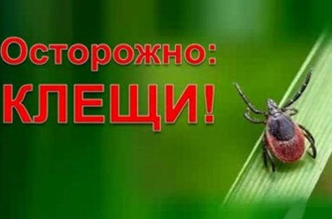 Медики предупреждают сальчан, что с потеплением активизируются клещи