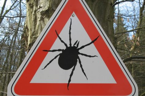 В Сальском районе с начала сезона зарегистрировано 53 человека, пострадавших от укусов клещей