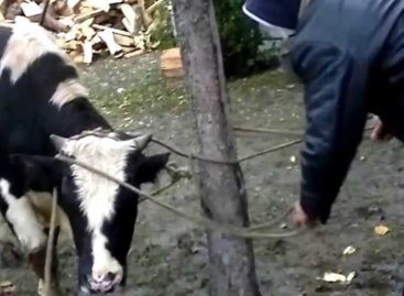 Со двора жителя Сальского района увели корову и гусей