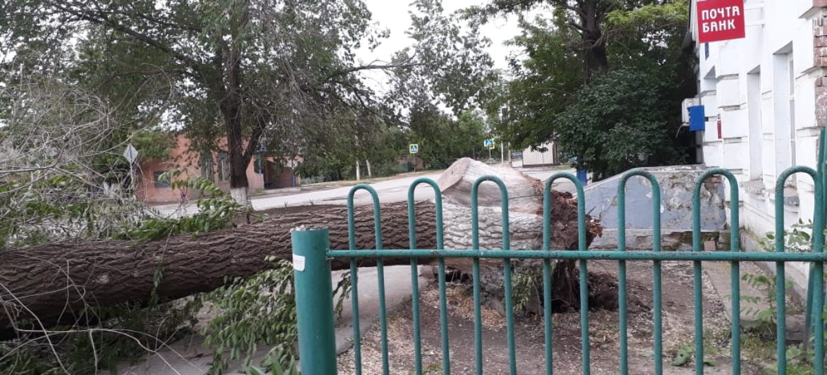 На Ново-Сальске на «Приору» упало дерево