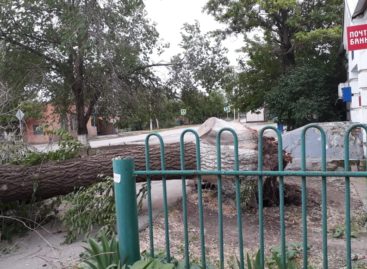 На Ново-Сальске на «Приору» упало дерево
