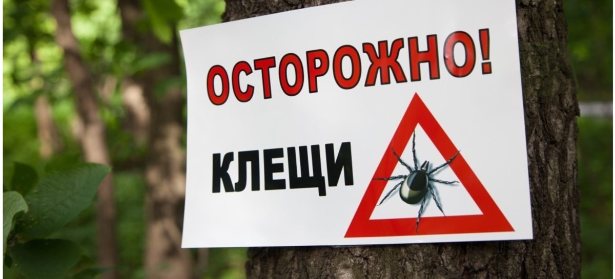 Клещи очень активны: уже 125 человек пострадали от их укусов
