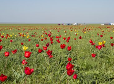 От хутора до города: листаем страницы истории Сальска. Часть XI