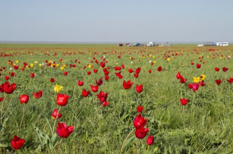 От хутора до города: листаем страницы истории Сальска. Часть XI
