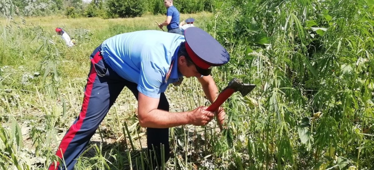 Казаки-дружинники вышли на борьбу с дикорастущей коноплей