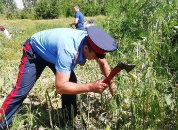 Казаки-дружинники вышли на борьбу с дикорастущей коноплей